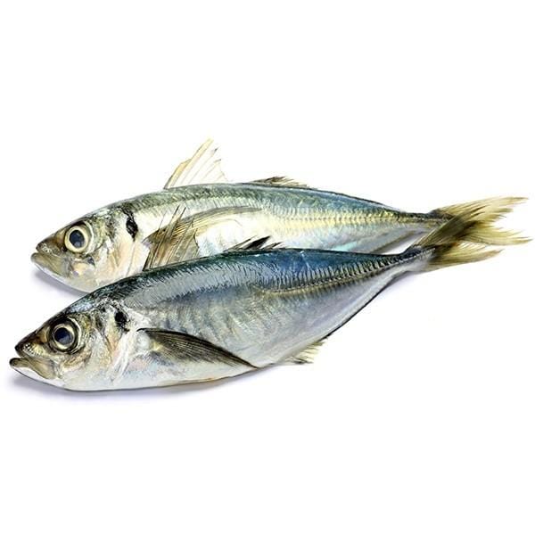 THOMSON HORSEMACKREL 20 KG