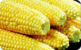 Fresh Maize Uganda 1 kg