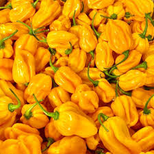 Yellow Pepper Uganda 1 kg